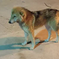 سگ میکس