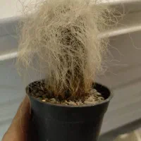 کاکتوس اولدمن|گل و گیاه طبیعی|تهران, سلیمانی|دیوار