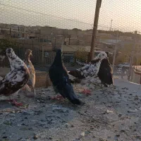 کفتر  پشت دری کشتنی   ۳جفت|پرنده|آران و بیدگل, |دیوار