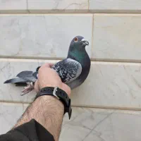 پلاکی|پرنده|نجف‌آباد, حومه نجف آباد|دیوار