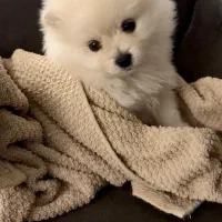 سگ پامرانین