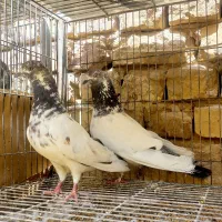 کبوتر تیرماه و نقش