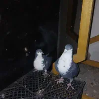 کبوتر کرباتی معاوضه طوطی عروس مینا