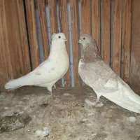 قفس و کبوتر|لوازم جانبی حیوانات|اصفهان, شیخ طوسی|دیوار