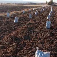 سیب زمینی آذربایجان شرقی|عمدهفروشی|تیکمه داش, |دیوار