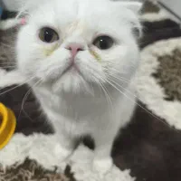 گربه اسکاتیش پرشین .صورت تخت گوش کوتاه. سفید|گربه|بندرعباس, |دیوار