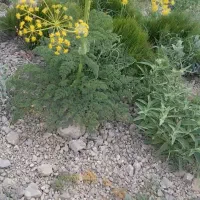 کاسنی بومادران پونه کوهی. بابونه. ریوندوغیره