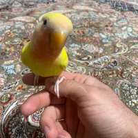 عروس هلندی وکوتوله بریزیلی|پرنده|گلبهار, شهر جدید گلبهار|دیوار