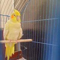 فروش یک جفت عروس هلندی دستی نر و ماده|پرنده|شیراز, شهرک جماران|دیوار