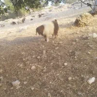 فروشی حیوان چپش|حیوانات مزرعه|لوداب, |دیوار