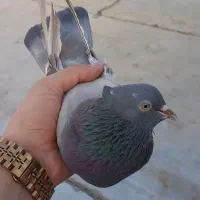 کفتر