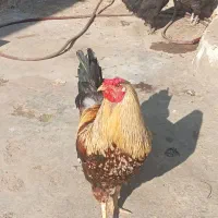 مرغ وخروس محلی اصیل