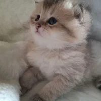 بریتیش و اسکاتیش