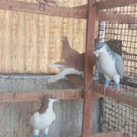 کبوتر رنگی|پرنده|تهران, آهنگ|دیوار