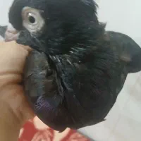 کبوتر زاغ آبادانی|پرنده|بندر ماهشهر, |دیوار