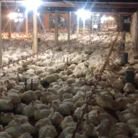 کار در مرغداری