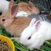 خرگوش رایگان