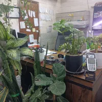 تاکسی تلفنی پرستو|استخدام حمل و نقل|قم, قلعه یزدیها|دیوار