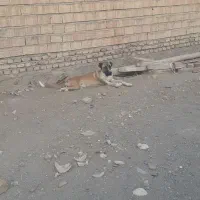 سگ سرابی|سگ|یامچی, |دیوار