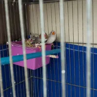 فنچ|پرنده|ری, شهید غیوری (ابن باویه)|دیوار