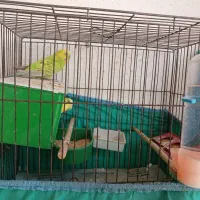 مرغ عشق مولدوچنتا فنچ نرگسی جوان نرو ماده|پرنده|رشت, جانبازان|دیوار