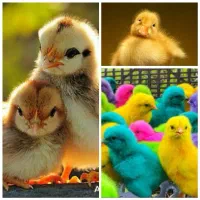 جوجه اردک ، گوشتی ، بوقلمون