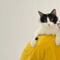 گربه dlh موبلند و دوست داشتنی