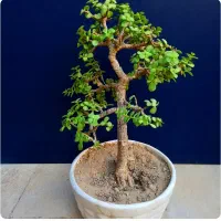 بنسای خرفه ای.جید مینیاتور.گل .بونسای ورامین ژژ