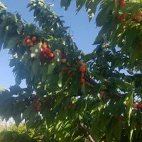 باغ انار ۱۲۰۰متر