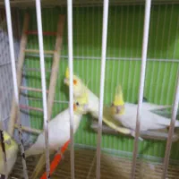 عروس هلندی با جوجه وقناری