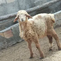 بره