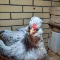 مرغ گلین طوسی اصل اصل