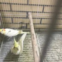 فروش یک جفت عروس مولد|پرنده|لار, |دیوار