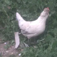 بوقلمون محلی کاملا ارگانیک تعدادی خروس محلی وچاق