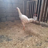 مرغ خروس فریح|حیوانات مزرعه|محمدبار, |دیوار