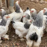جفت طاووس سفید .برهما برولایت.طوقی|پرنده|یزد, |دیوار