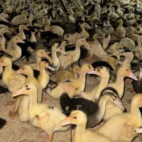 اردک ورامینی و اردک محلی واکسن شده با ضمانت اردک