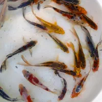 ماهی زینتی کوی