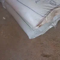 ۲عددکود ریشه ۱۷۵۰|حراج|اسفراین, |دیوار