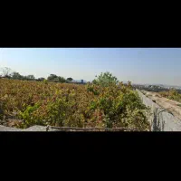 باغ باغچه ۳۰۰ تا ۱۰۰۰ متری|فروش زمین و ملک کلنگی|رباطکریم, پیغمبر|دیوار