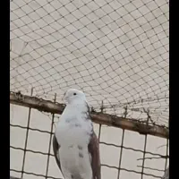 کبوتر بارجدید رسید|پرنده|کوهدشت, |دیوار