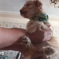 سگ شیتزو پامر|سگ|تبریز, |دیوار