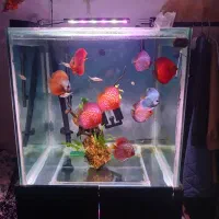 آکواریوم بزرگ|ماهی|بجنورد, |دیوار