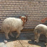 گوسفند مضرع وبره