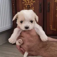 مالتیز پودل عروسکی