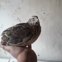 بلدرچین نر