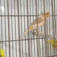 تعدادی قناری|پرنده|رشت, منظریه|دیوار