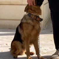 سگ ژرمن اصیل|سگ|چهارباغ, |دیوار