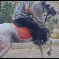 فروش فوری نریان سیلمی کرد