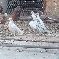 کفتر